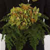 Bridal Bouquet WS123-11.jpg (66072 bytes)