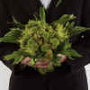Bride Bouquet WS142-11.jpg (51880 bytes)